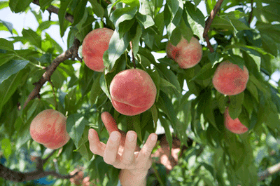 Guide to New Jersey Peach Picking Farms Guide to New Jersey Peach Picking Farms