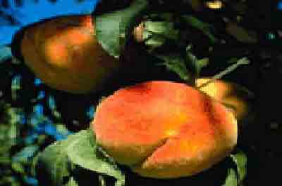Peach Picking farms