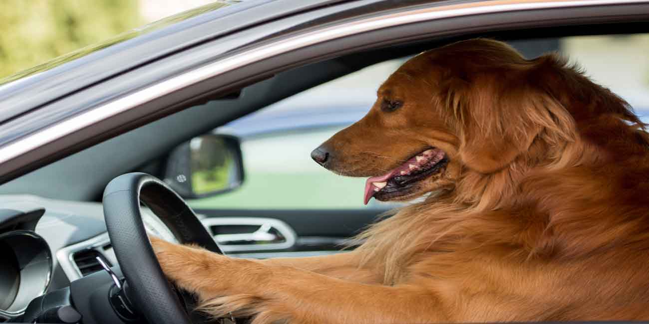 A NJ Travel Guide for Pets