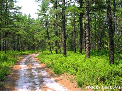 Pinelands National Reserve, NJ
