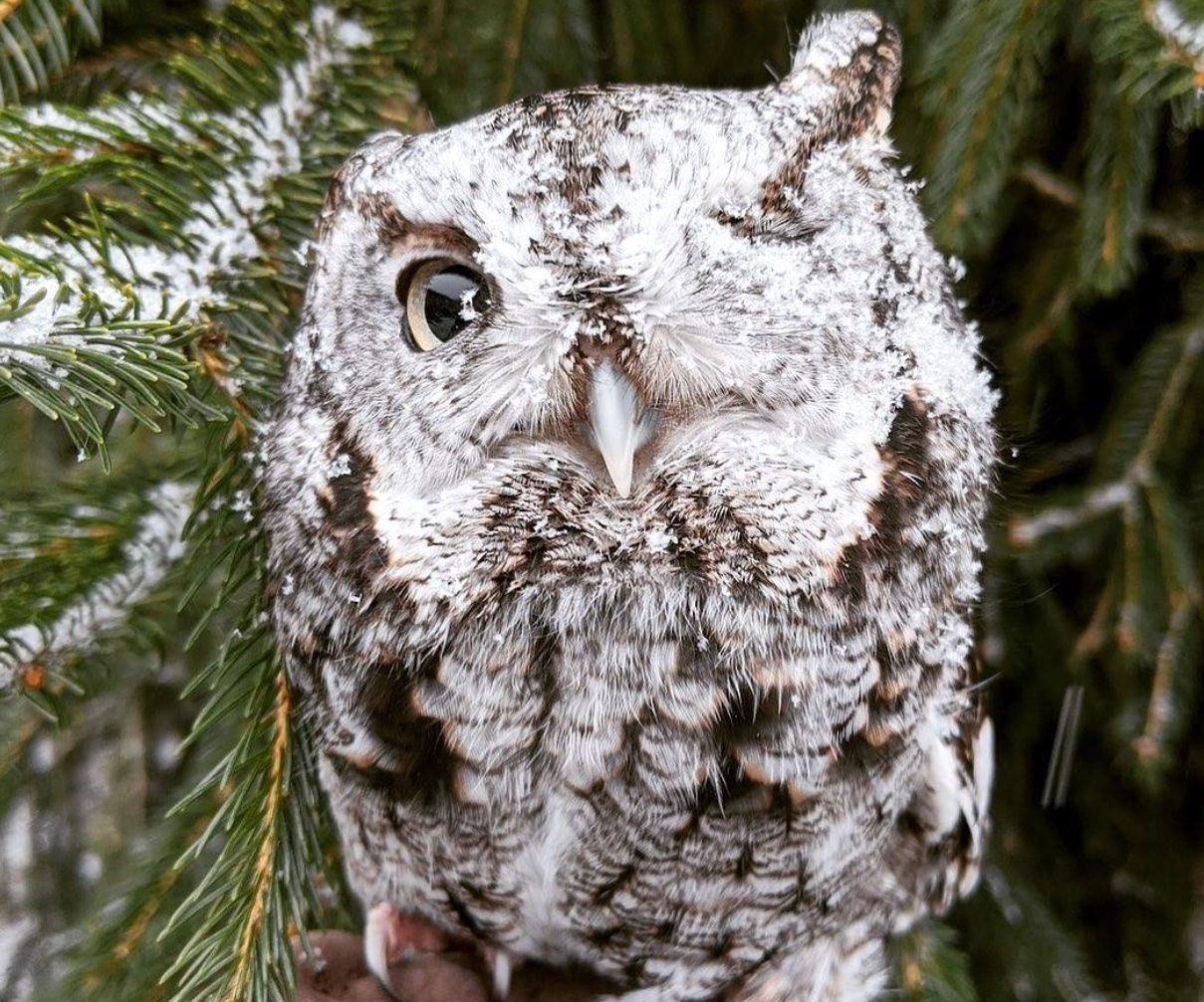 NJ Raptor Trust bird refuge NJ Raptor Trust bird refuge