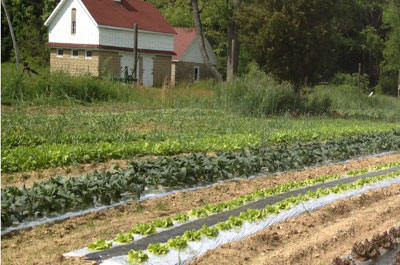 Savoie Organic Farm