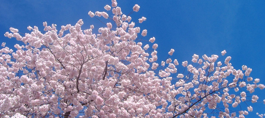 things-to-do-april.jpg