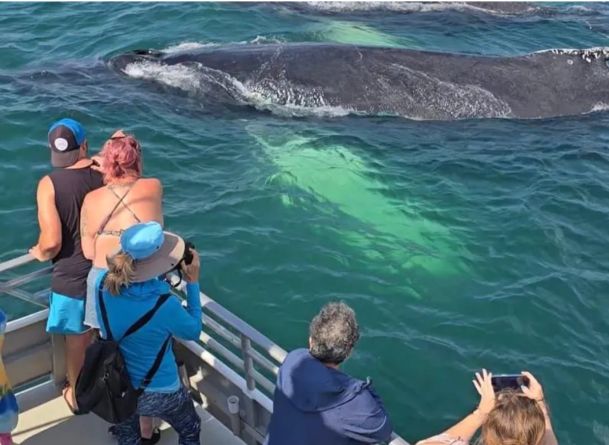 whale watching - Jersey Shore