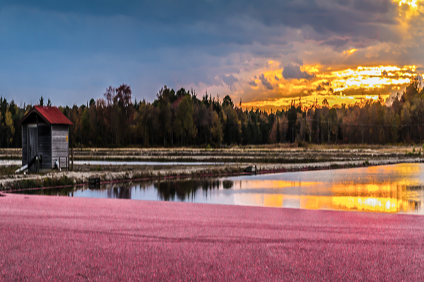 NJ Whitesbog NJ Whitesbog