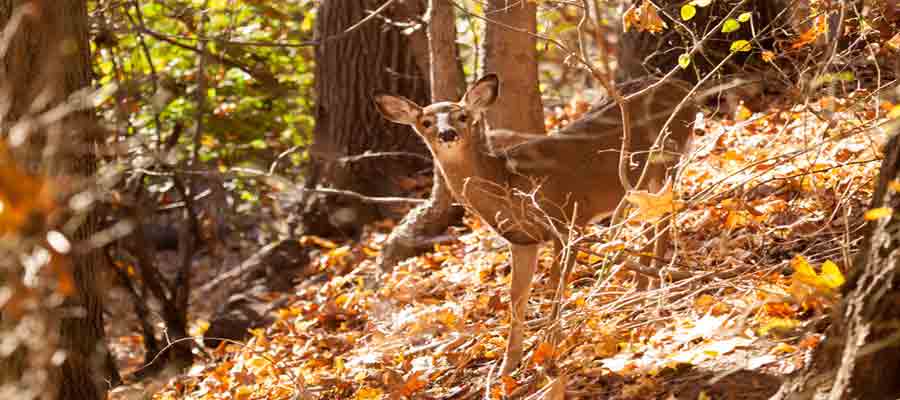 New Jersey Wildlife: Facts and Information