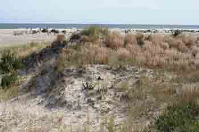 Wildwood Crest, NJ Wildwood Crest, NJ