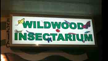 Wildwood Insectarium